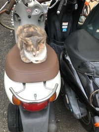 neko108